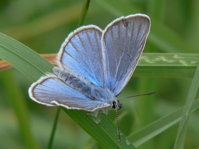 Silverblvinge (hane) - Polyommatus amandus - Amanda's Blue (male)