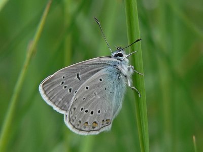 Silverblåvinge - Polyommatus amandus - Amanda's Blue