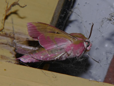 Strre snabelsvrmare - Deilephila elpenor - Elephant Hawk-moth