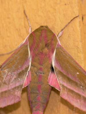 Strre snabelsvrmare - Deilephila elpenor - Elephant Hawk-moth