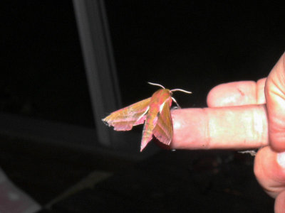 Strre snabelsvrmare - Deilephila elpenor - Elephant Hawk-moth