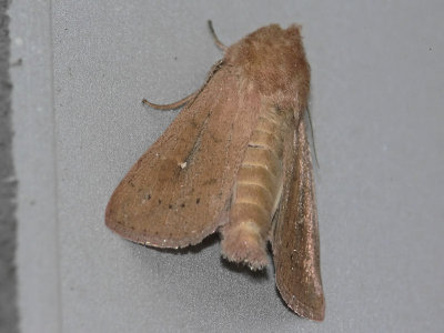 Tegelrött gräsfly - Mythimna ferrago - The Clay