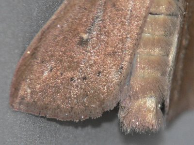 Tegelrött gräsfly - Mythimna ferrago - The Clay