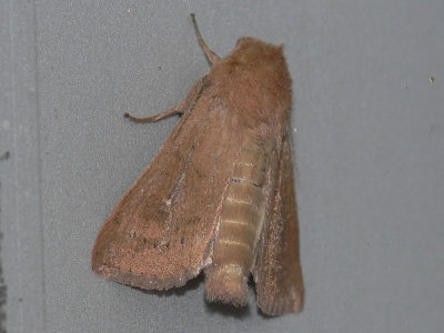 Tegelrött gräsfly - Mythimna ferrago - The Clay