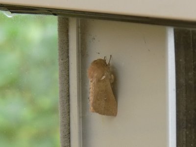 Tegelrött gräsfly - Mythimna ferrago - The Clay