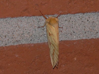Humlerotätare (hona) - Hepialus humuli - Ghost Moth (female)