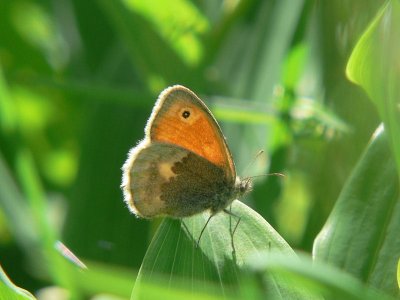 Kamgräsfjäril - Coenonympha pamphilus - Small Heath