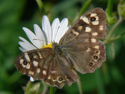 Kvickgrsfjaril - Pararge aegeria - Speckled Wood