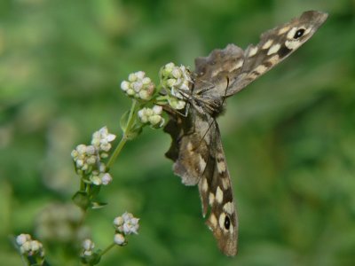 Kvickgrsfjaril - Pararge aegeria - Speckled Wood