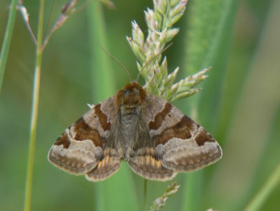 Gulbrokigt sltterfly - Euclidia glyphica - Burnet Companion