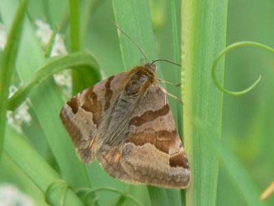 Gulbrokigt slåtterfly - Euclidia glyphica - Burnet Companion