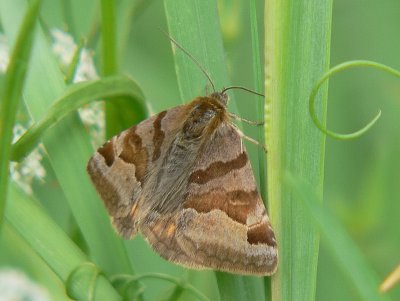 Gulbrokigt sltterfly - Euclidia glyphica - Burnet Companion