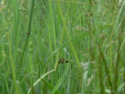 Gulbrokigt slåtterfly - Euclidia glyphica - Burnet Companion