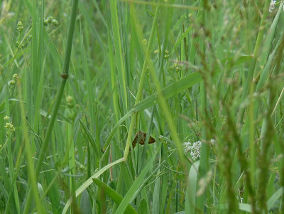 Gulbrokigt sltterfly - Euclidia glyphica - Burnet Companion