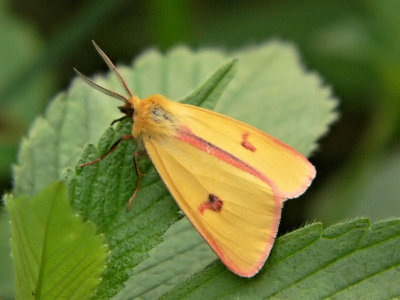 Rödfransad björnspinnare (hane) - Diacrisia sannio - Clouded Buff (male)