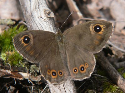 Vitgrsfjril - Lasiommata maera - Large Wall Brown