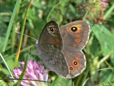 Vitgrsfjril - Lasiommata maera - Large Wall Brown