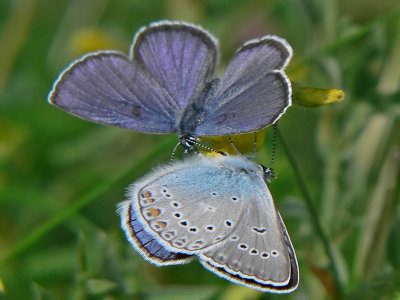 Violett blvinge (och silverblvinge) -  Plebejus optilete (&  Polyommatus amandus) - Cranberry Blue (and Amanda's Blue)