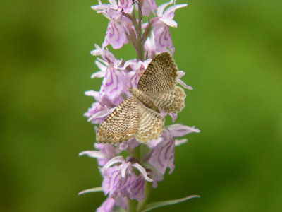 Vgig tofsmtare - Rheumaptera undulata - Scallop Shell