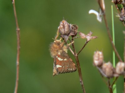 Dvärgrotfjäril - Phymatopus hecta (Hepialus h.) - Gold Swift