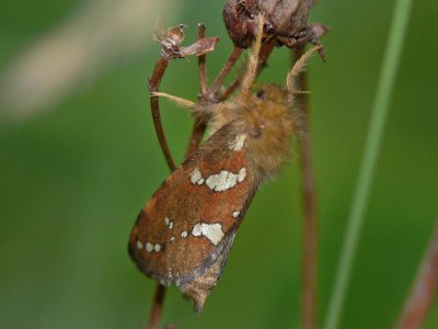 Dvärgrotfjäril - Phymatopus hecta (Hepialus h.) - Gold Swift