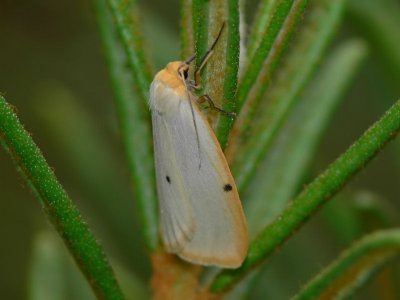 Vit borstspinnare - Cybosia mesomella - Four-dotted Footman