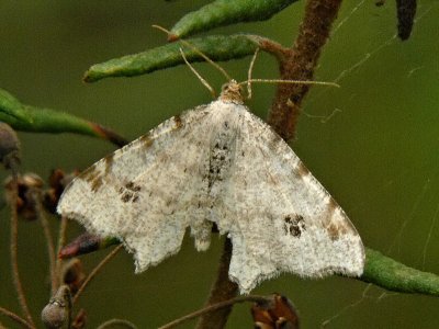 Pilbågmätare - Macaria notata - Peacock Moth