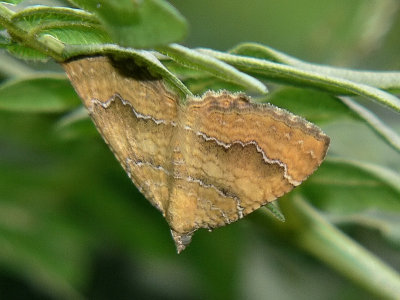 Gulvingad fltmtare - Camptogramma bilineata - Yellow Shell