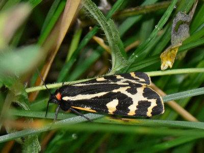 Mindre igelkottspinnare - Parasemia plantaginis - Wood Tiger