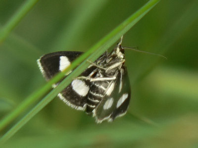 Vitfläckigt ängsmott - Anania funebris
