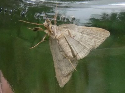 Gulgrtt tofsfly - Zanclognatha tarsipennalis - Fan-foot