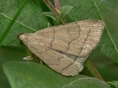 Gulgrtt tofsfly - Zanclognatha tarsipennalis - Fan-foot