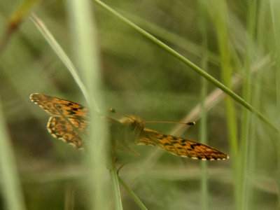 Myrpärlemorfjäril - Boloria aquilonaris - Cranberry Fritillary