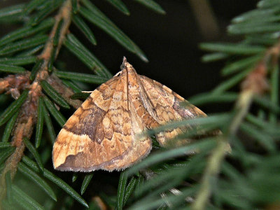 Blbrsparkmtare - Eulithis populata - Northern Spinach