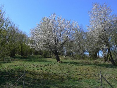 Krsbrstrden blommar vid ingngen till reservatet