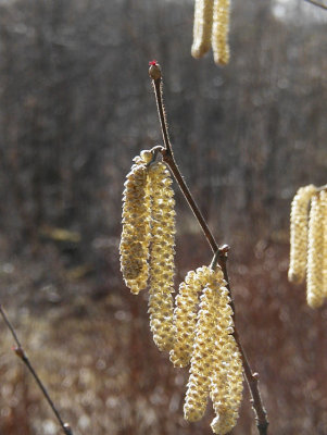 Hassel blommar. Bde han- och honblommor.