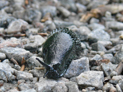 Svart skogssnigel - Arion ater - Large Black Slug