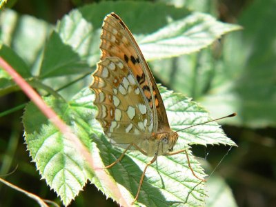 Skogsprlemorfjril - Argynnis adippe - High brown fritillary