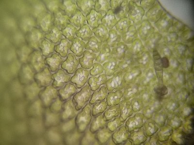 Hjlmfrullania - Frullania dilatata - Dilated Scalewort