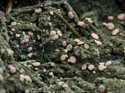 Vitmosslav - Icmadophila ericetorum - Candy Lichen or Spraypaint
