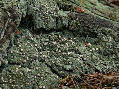 Vitmosslav - Icmadophila ericetorum - Candy Lichen or Spraypaint