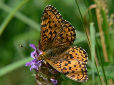 Älggräspärlemorfjäril - Brenthis ino - Lesser Marbled Fritillary