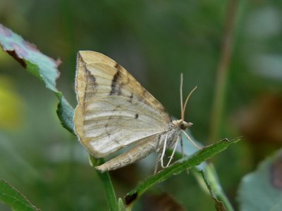 Blbrsparkmtare - Eulithis populata - Northern Spinach