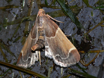 Mjölmott - Pyralis farinalis - Meal Moth
