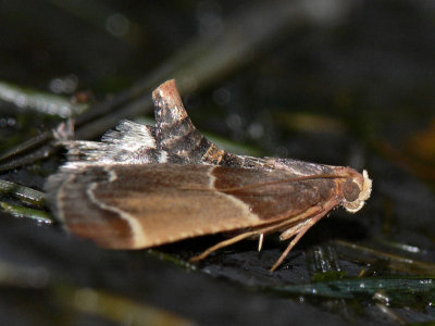 Mjölmott - Pyralis farinalis - Meal Moth