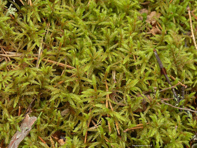 Vggmossa - Pleurozium schreberi - Red-stemmed Feather-moss