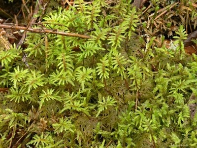 Hylocomium splendens - Husmossa - Glittering Wood-moss