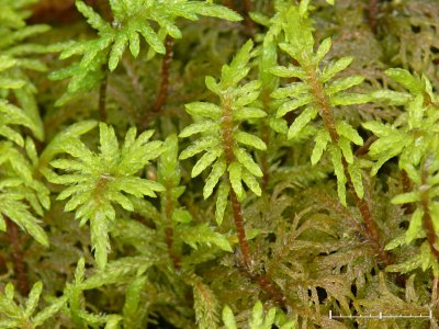 Hylocomium splendens - Husmossa - Glittering Wood-moss