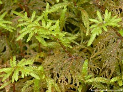 Hylocomium splendens - Husmossa - Glittering Wood-moss