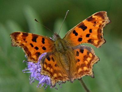 Årets fjärilar - Butterflies and moths 2007